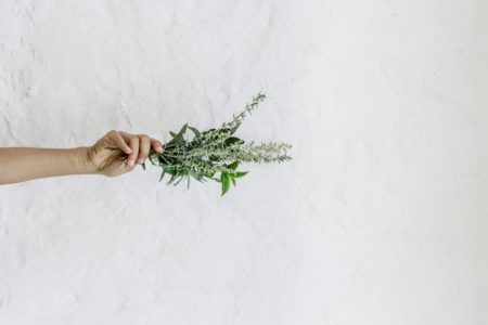 nordwood-themes-FnOoRU-PYio-unsplash Czym są adaptogeny?